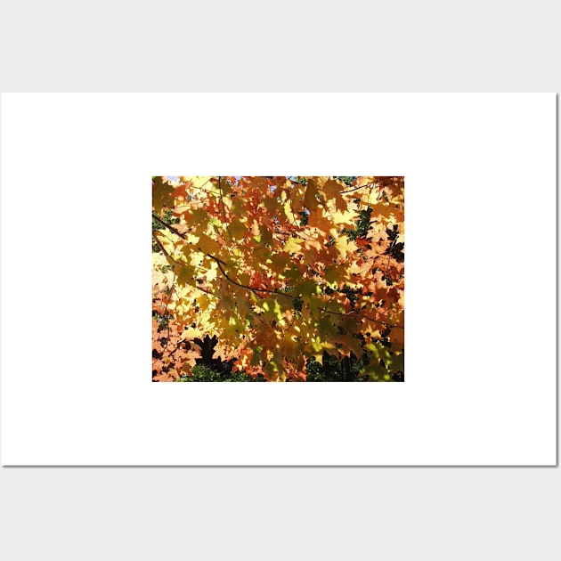 Maple Leaves in the Fall Wall Art by rconyard